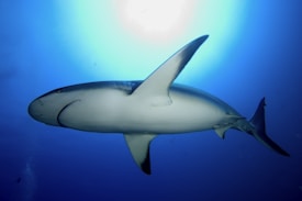 A large shark is swimming under the water with its dorsal fin prominently visible. The bright light from above creates a glowing effect in the top part of the image, contrasting against the deep blue of the ocean.