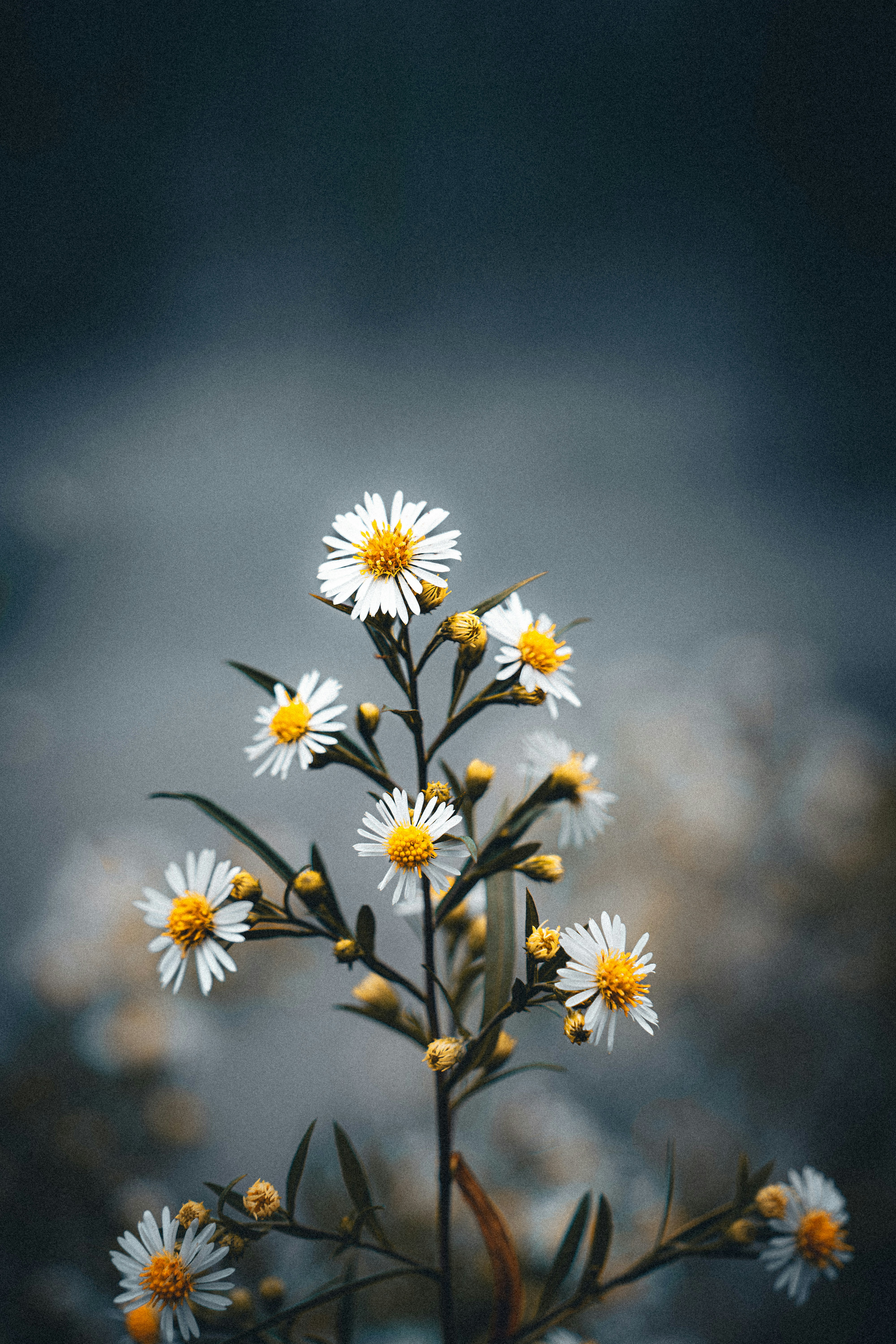 a bunch of white and yellow flowers in a vase