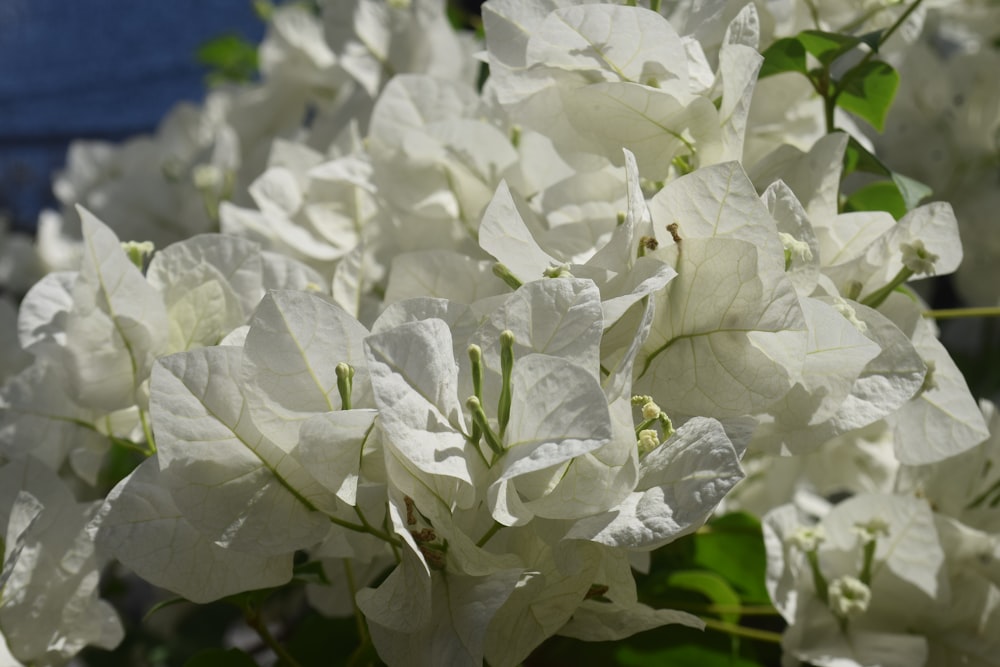 a bunch of white flowers with green leaves