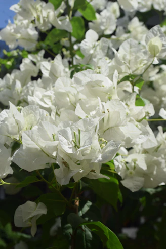 a bush of white flowers with green leaves