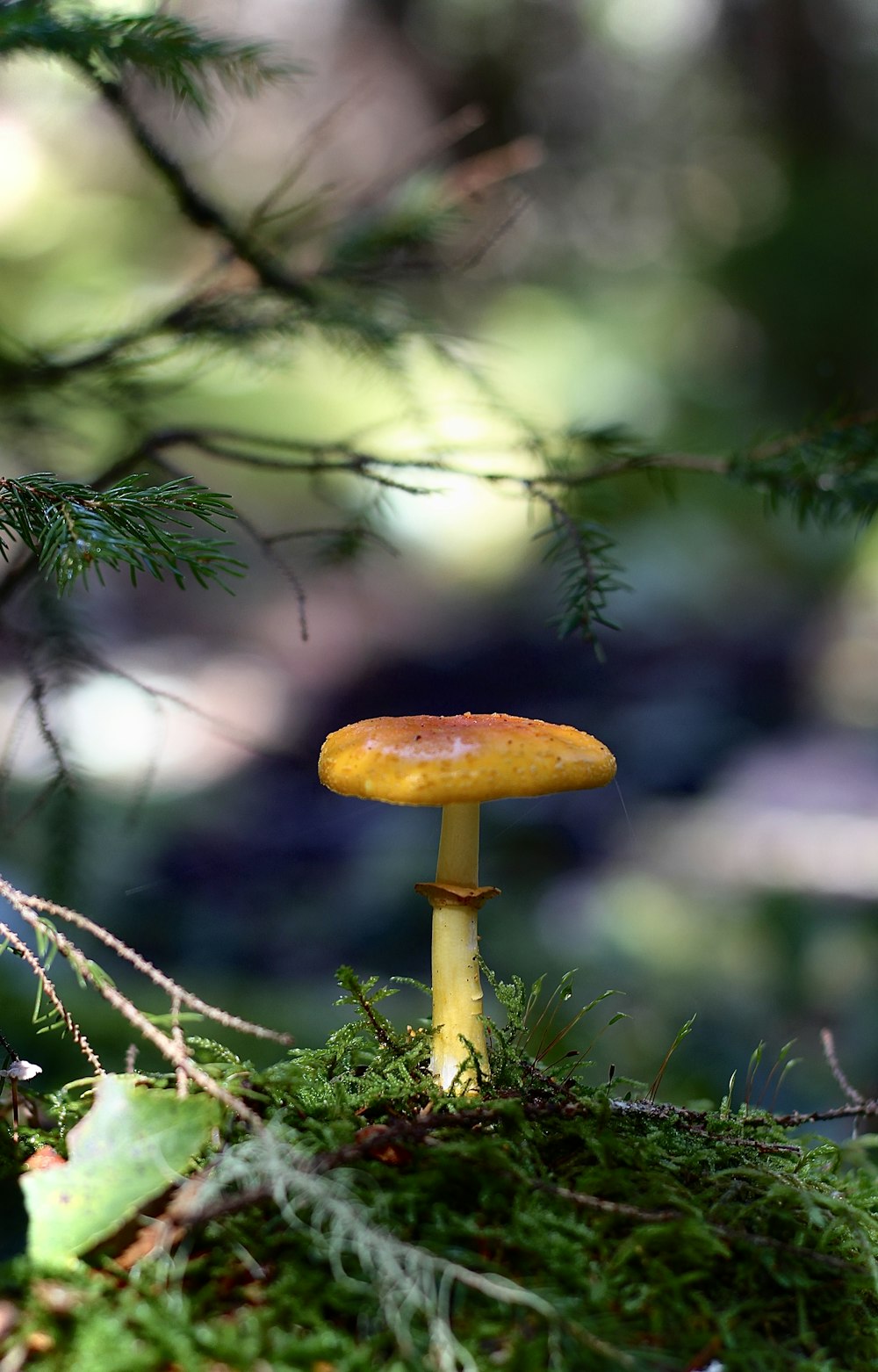 a yellow mushroom sitting on top of a moss covered forest