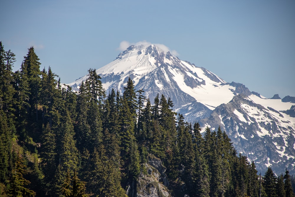 a snow covered mountain surrounded by pine trees