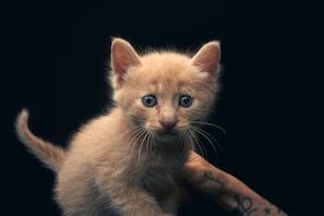 A small, light orange kitten with blue eyes is being held up against a dark background. The kitten looks directly at the camera with an inquisitive expression. A human hand with tattoos is visible supporting the kitten from underneath.