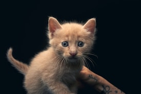 A small, light orange kitten with blue eyes is being held up against a dark background. The kitten looks directly at the camera with an inquisitive expression. A human hand with tattoos is visible supporting the kitten from underneath.