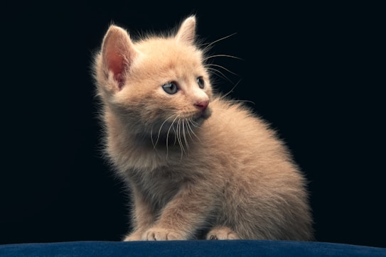 A small, light brown kitten with blue eyes is sitting and looking to the side. The kitten appears to be on a dark surface, possibly a blanket or fabric, with a black background.