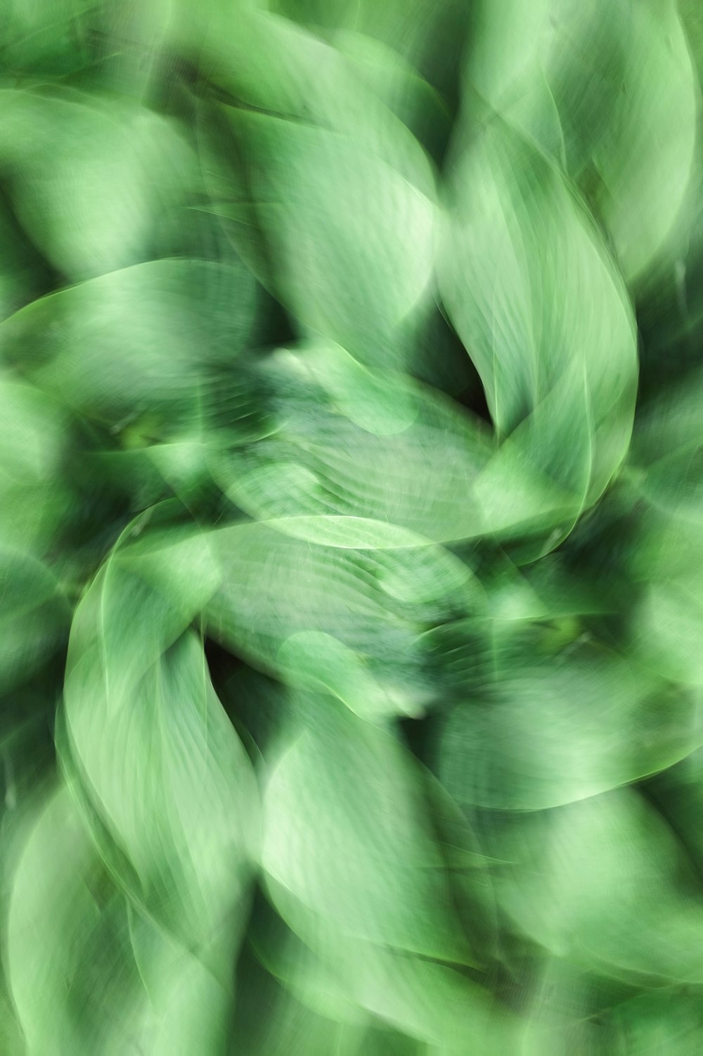 a blurry photo of a bunch of leaves