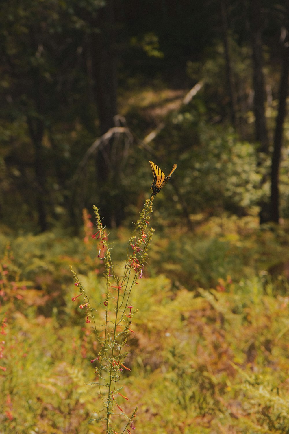 a yellow butterfly sitting on top of a plant in a forest