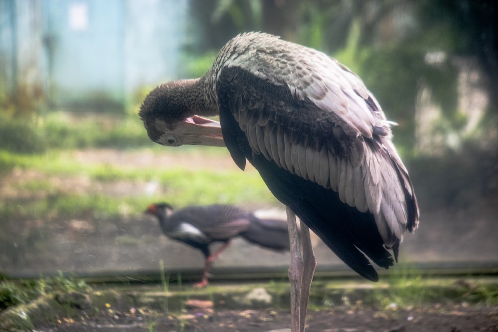 Un grande uccello in piedi accanto a un piccolo uccello