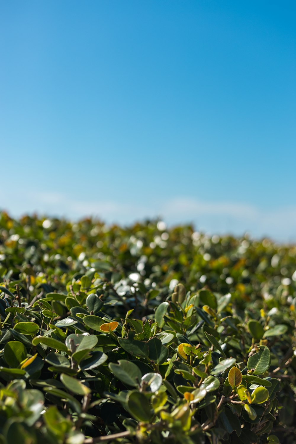 a field full of green plants under a blue sky