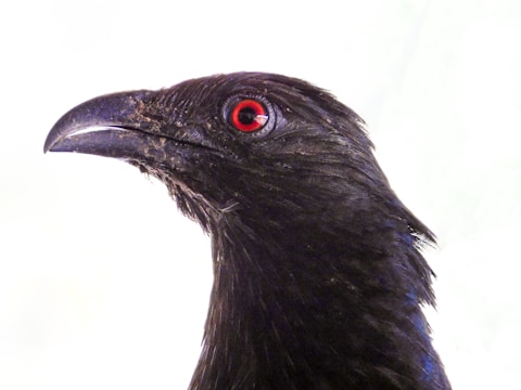 A close-up of a black bird, possibly a raven or crow, with striking red eyes and a slightly curved beak against a light background.