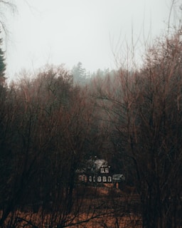 A secluded house is nestled within a dense, leafless forest. The trees, bare and intertwining, create a stark, moody atmosphere in the foreground, while the distant background fades into a hazy, overcast sky. The house appears dark and somewhat aged, adding to the mysterious ambiance.