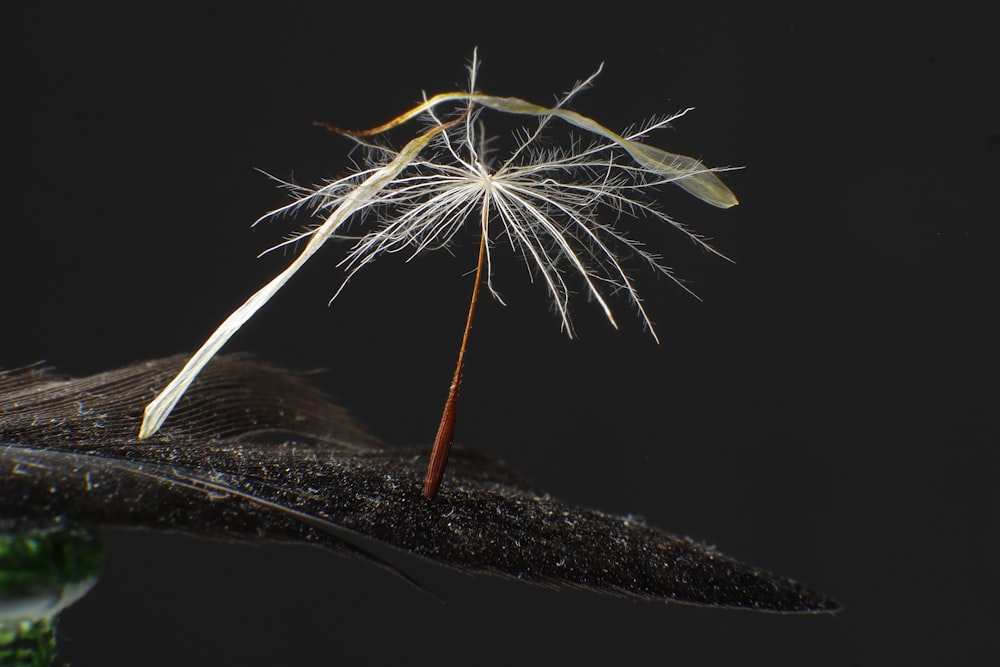 a close up of a dandelion on a black background