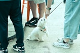 A small white dog with a colorful collar sits on a gravel surface, gazing upward at a person offering a treat. The scene is surrounded by legs of multiple people wearing casual shoes. The dog appears attentive and curious in the outdoor setting.