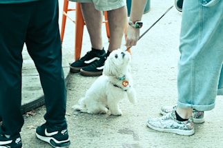 A small white dog with a colorful collar sits on a gravel surface, gazing upward at a person offering a treat. The scene is surrounded by legs of multiple people wearing casual shoes. The dog appears attentive and curious in the outdoor setting.