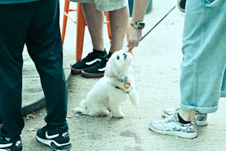 A small white dog with a colorful collar sits on a gravel surface, gazing upward at a person offering a treat. The scene is surrounded by legs of multiple people wearing casual shoes. The dog appears attentive and curious in the outdoor setting.