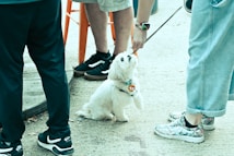 A small white dog with a colorful collar sits on a gravel surface, gazing upward at a person offering a treat. The scene is surrounded by legs of multiple people wearing casual shoes. The dog appears attentive and curious in the outdoor setting.