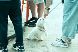 A small white dog with a colorful collar sits on a gravel surface, gazing upward at a person offering a treat. The scene is surrounded by legs of multiple people wearing casual shoes. The dog appears attentive and curious in the outdoor setting.