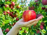 A hand is holding a ripe red apple in an orchard full of apple trees. The branches are laden with numerous apples, surrounded by vibrant green leaves. Sunlight illuminates the scene, creating a bright and fresh atmosphere.