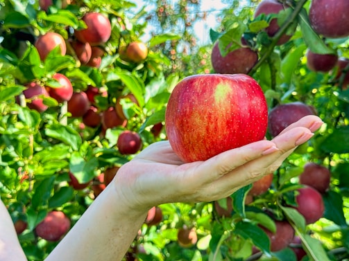 A hand is holding a ripe red apple in an orchard full of apple trees. The branches are laden with numerous apples, surrounded by vibrant green leaves. Sunlight illuminates the scene, creating a bright and fresh atmosphere.