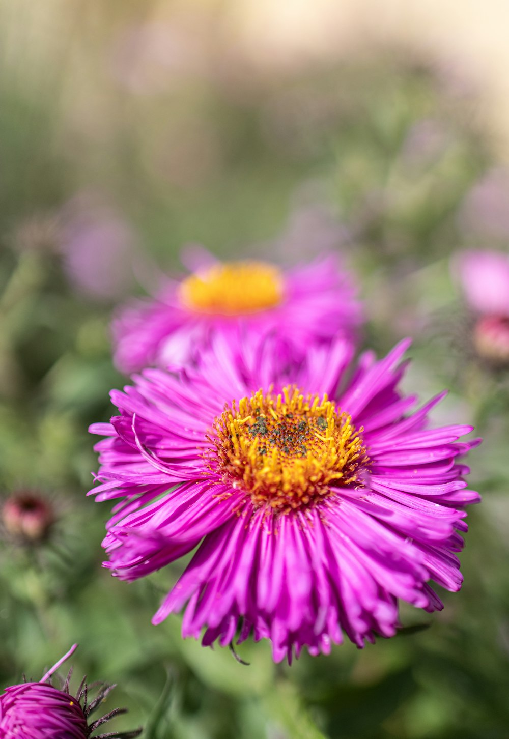 a purple flower with a yellow center surrounded by other flowers