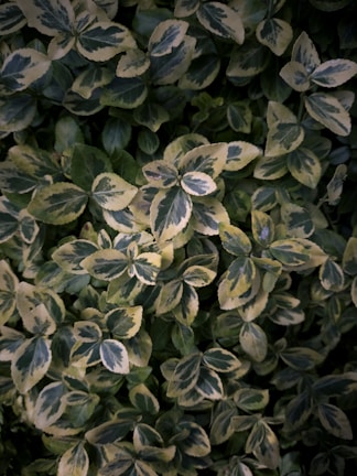 A rare tropical hoya with variegated leaves showcasing intricate patterns in green and cream.