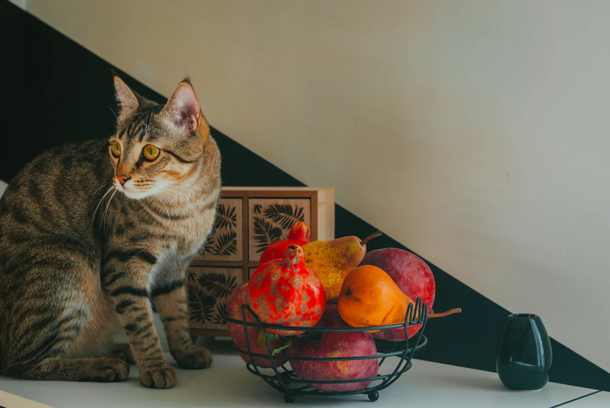 Chat tigré assis à côté d'une corbeille de fruits