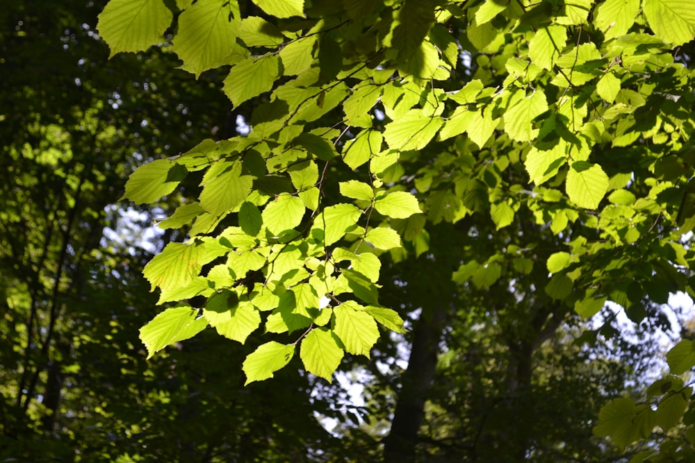 the leaves of a tree in the sunlight