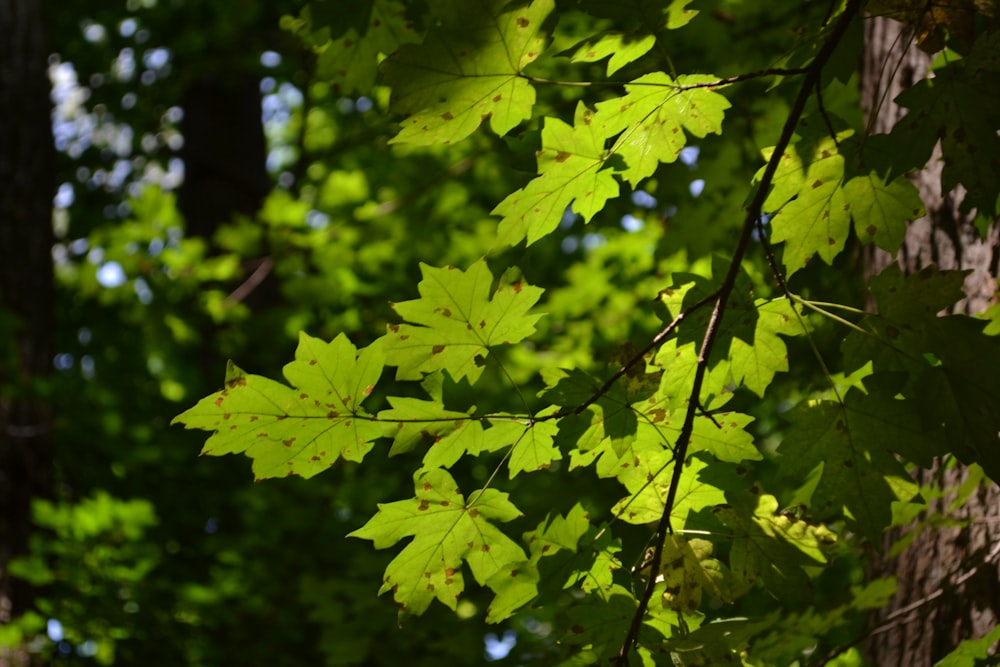 a close up of leaves on a tree