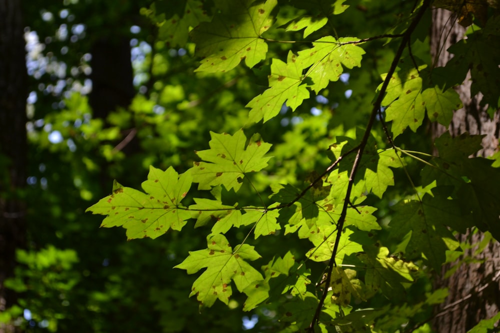 Un primo piano di foglie su un albero
