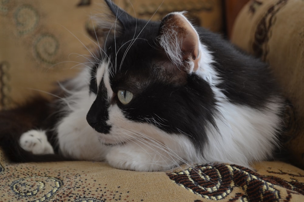 a black and white cat laying on a couch