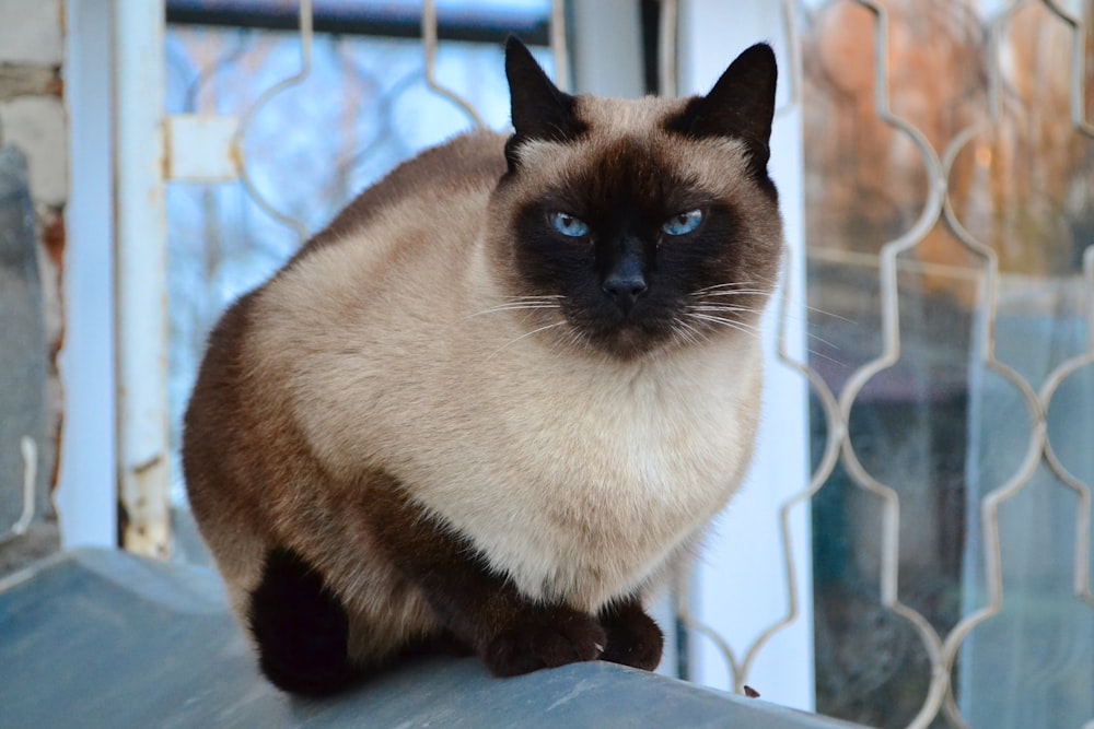 a siamese cat sitting on top of a window sill