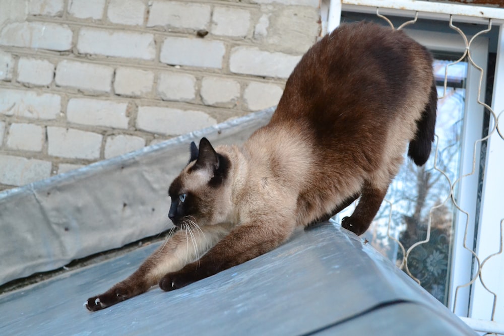 a siamese cat climbing up a metal roof