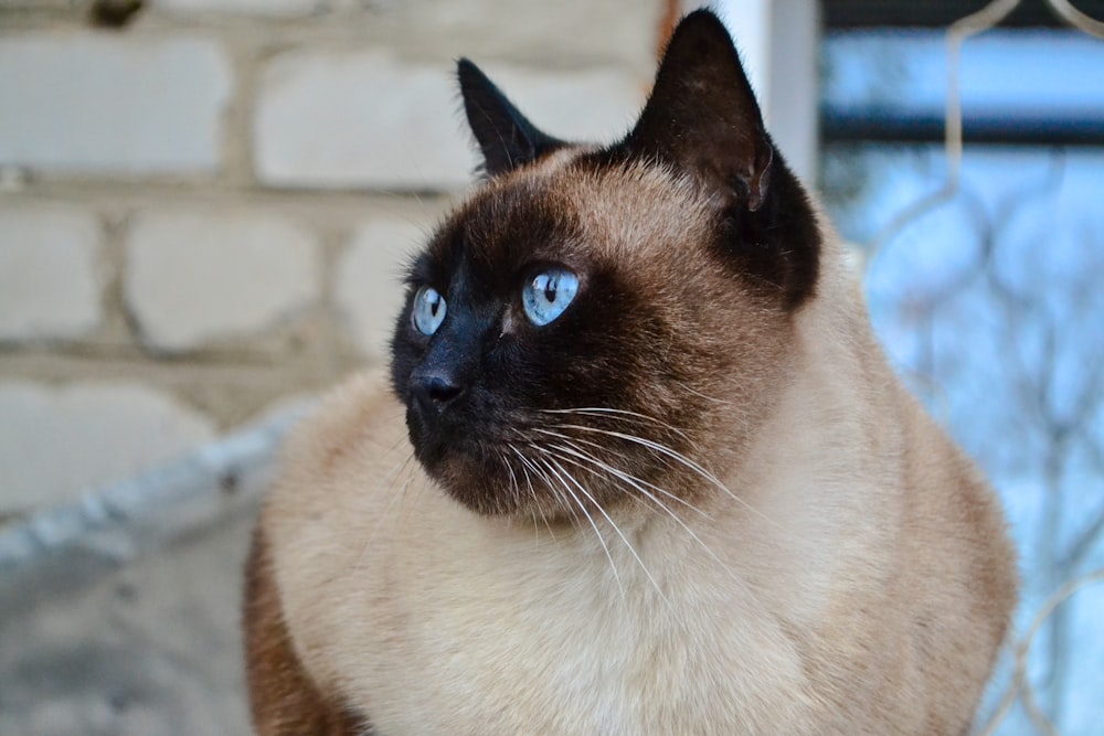 a brown and white cat with blue eyes