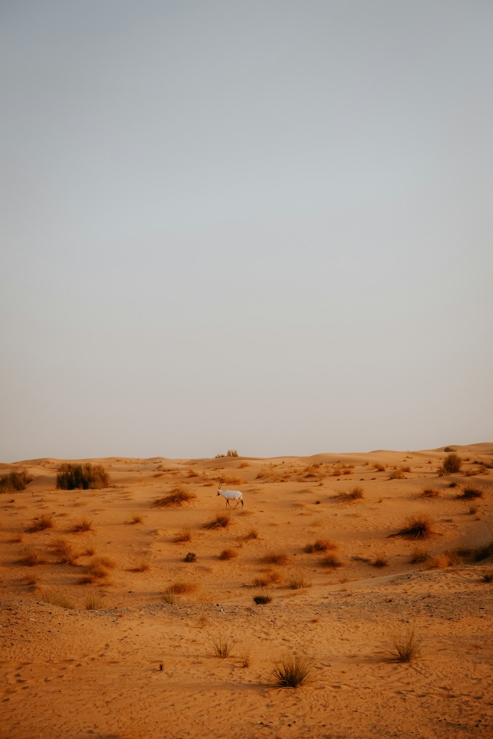 a lone sheep in the middle of a desert