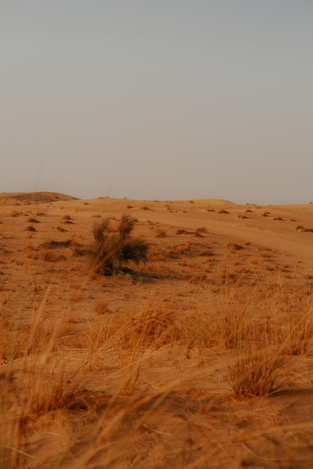 a lone giraffe standing in the middle of a desert