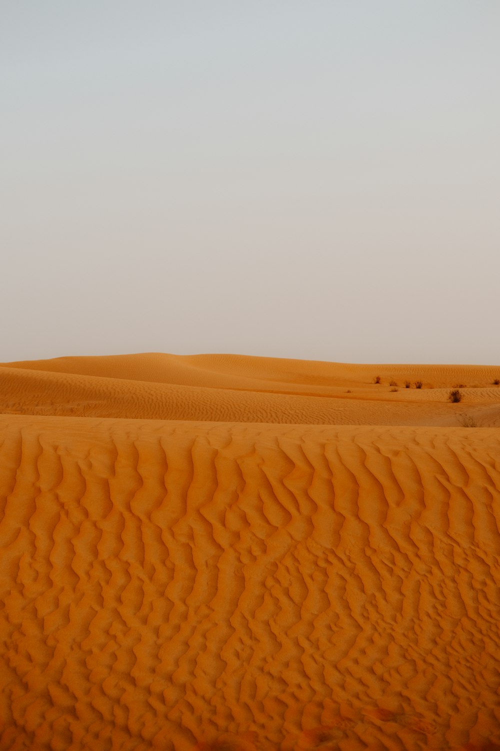 a lone tree in the middle of a desert