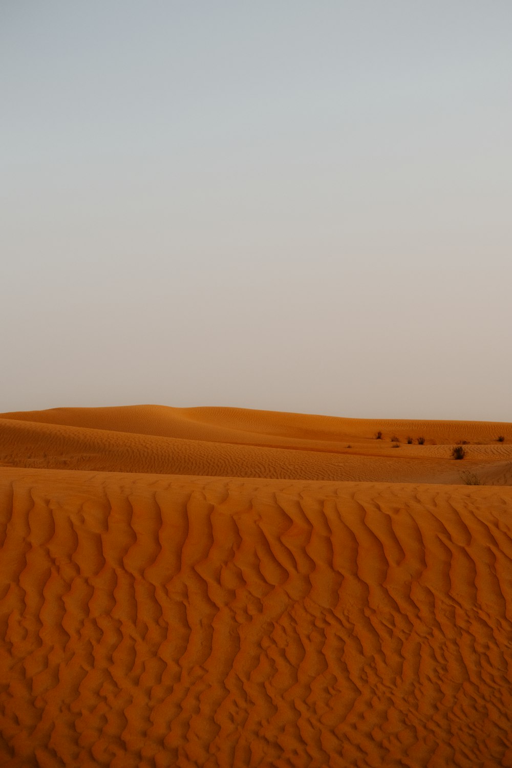Ein einsamer Baum mitten in der Wüste