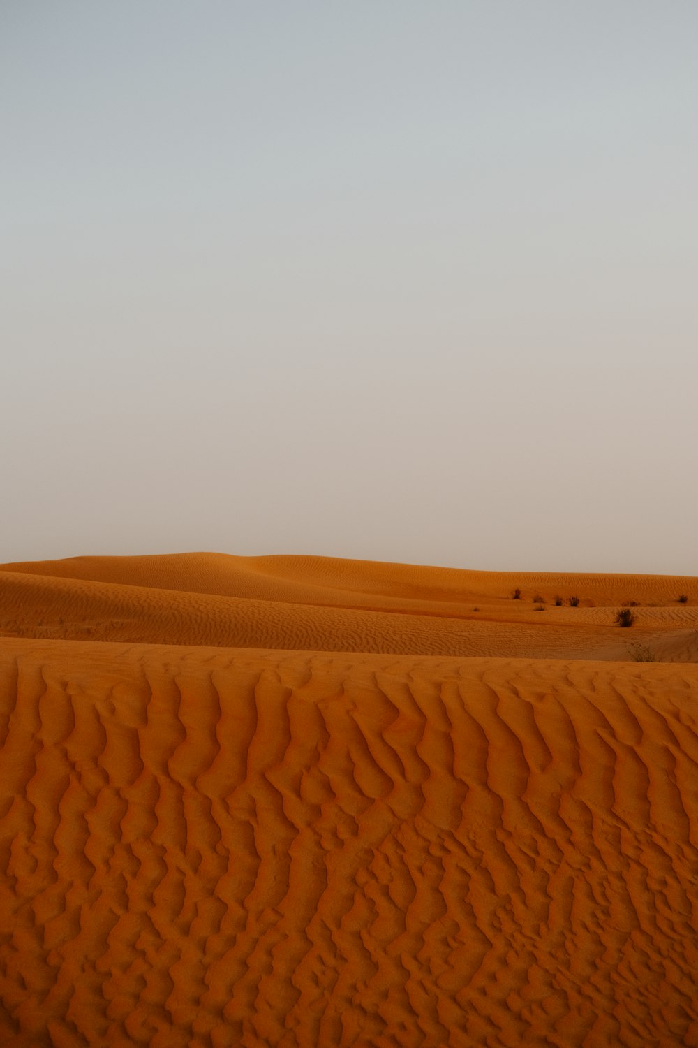 a lone tree in the middle of a desert