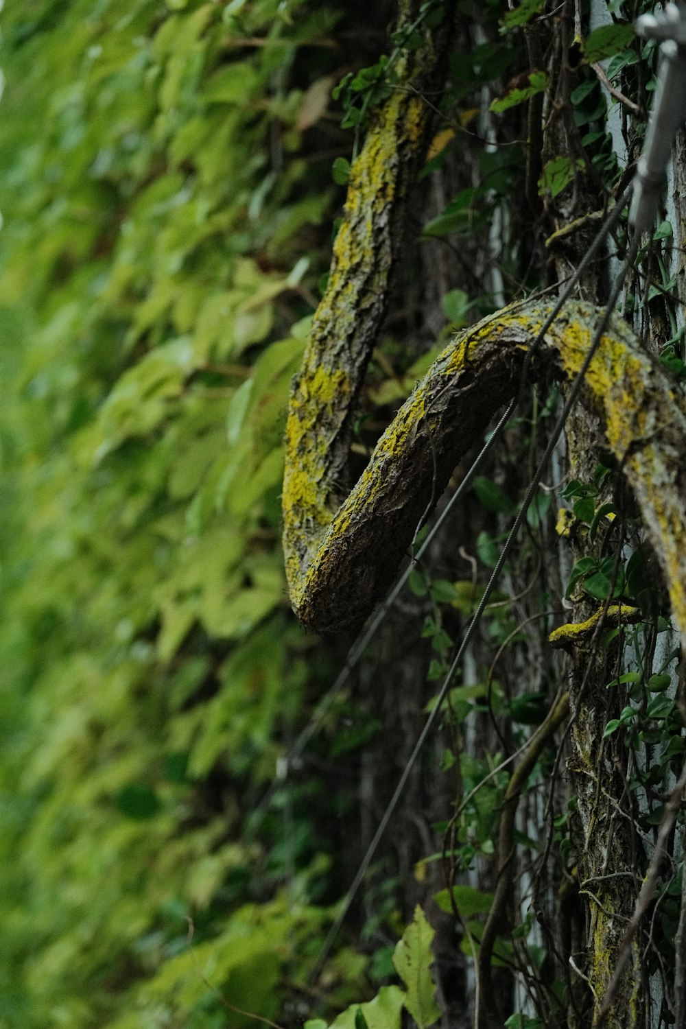 a snake crawling on a vine covered wall