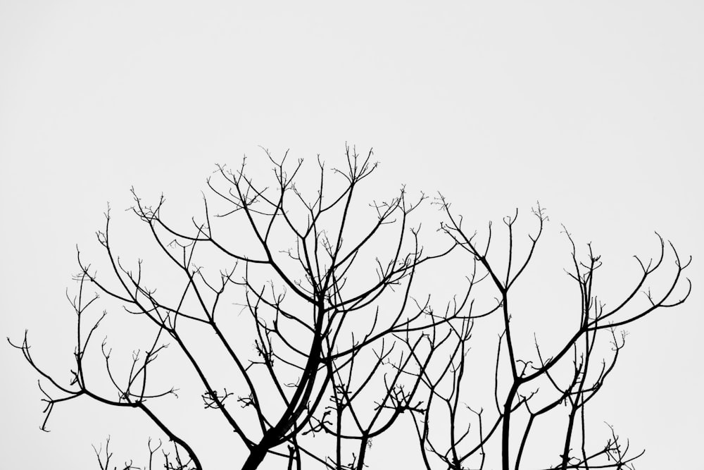 a black and white photo of a tree without leaves