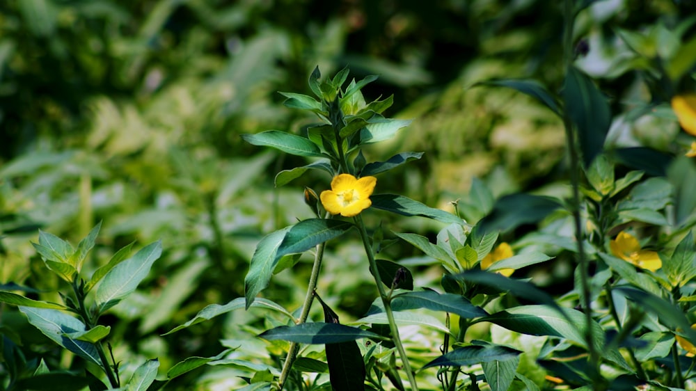 a yellow flower in a field of green leaves