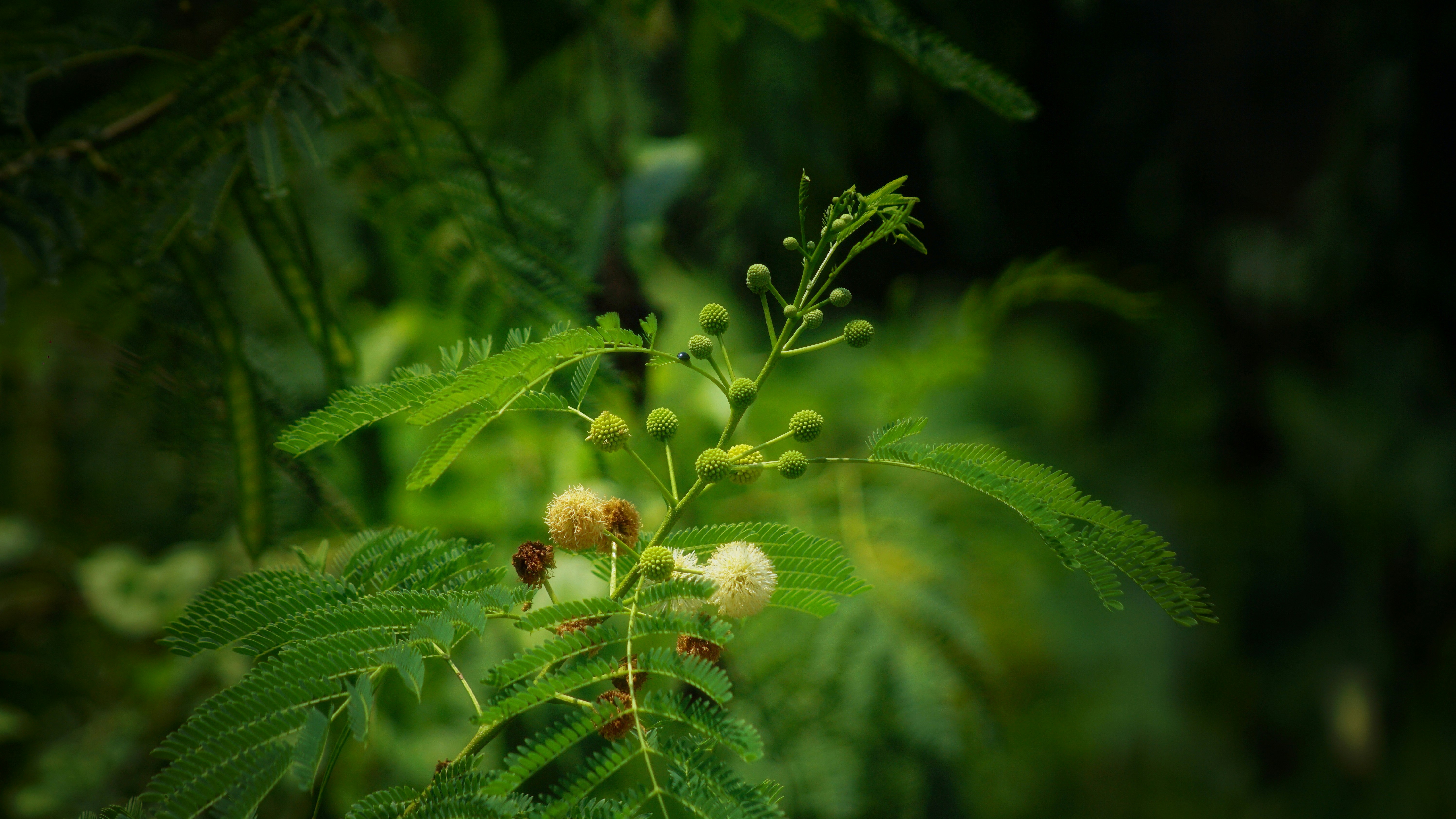 Women’s Work: Midwives, Herbalists, and Folk Doctors (image credits: unsplash)