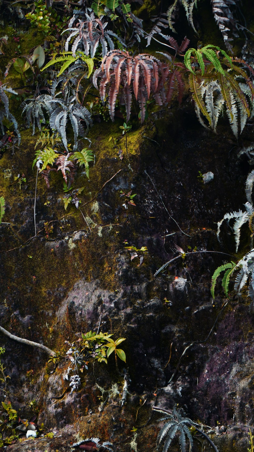 a bunch of plants that are growing on a rock