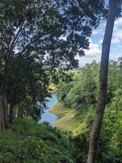 A winding river cutting through a lush green rainforest under a bright blue sky.
