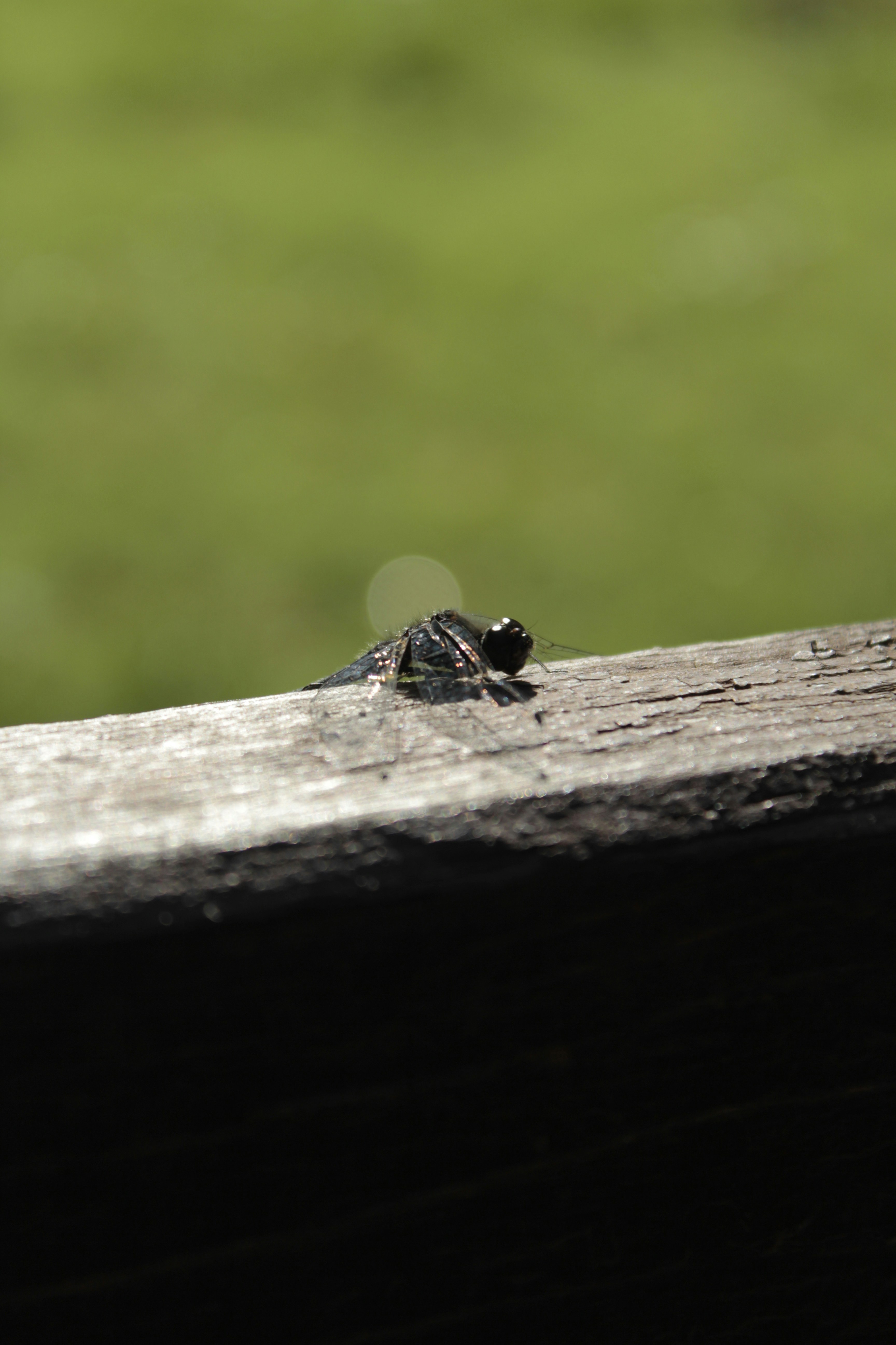 Un pequeño insecto sentado encima de un banco de madera