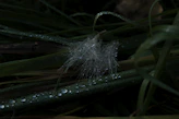 Close-up of dew drops glistening on a spider web in the early morning light.