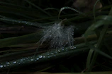 A close-up of dew drops sparkling on a spider web in the early morning.