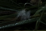 Close-up of dew drops on a spider web sparkling in morning light.