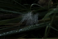 Close-up of dew drops sparkling on a spider web in early morning light.