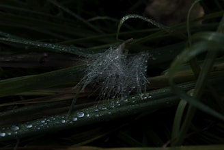 A close-up of dew drops sparkling on a spider web at dawn.